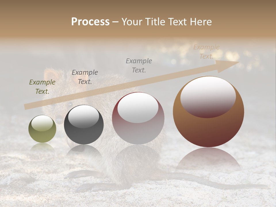 Setonix Brachyurus Small Western Australia PowerPoint Template