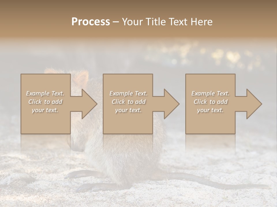 Setonix Brachyurus Small Western Australia PowerPoint Template