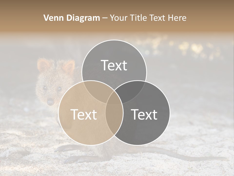 Setonix Brachyurus Small Western Australia PowerPoint Template