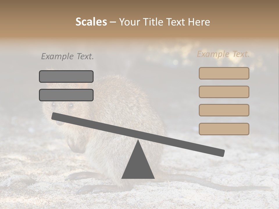 Setonix Brachyurus Small Western Australia PowerPoint Template