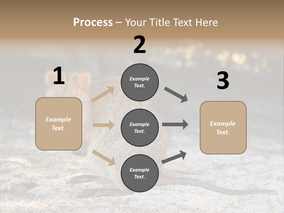 Setonix Brachyurus Small Western Australia PowerPoint Template