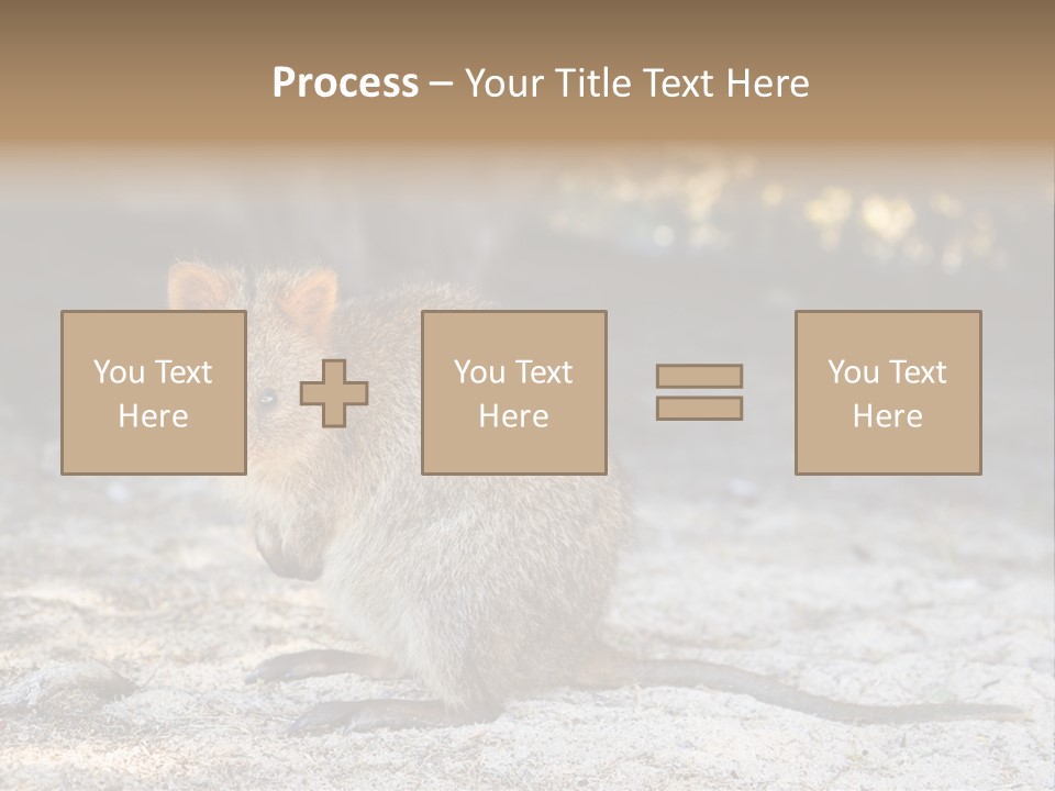 Setonix Brachyurus Small Western Australia PowerPoint Template