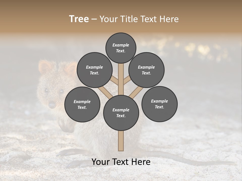 Setonix Brachyurus Small Western Australia PowerPoint Template