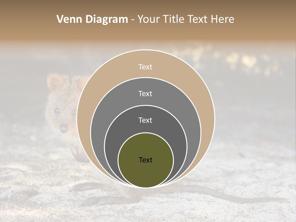 Setonix Brachyurus Small Western Australia PowerPoint Template