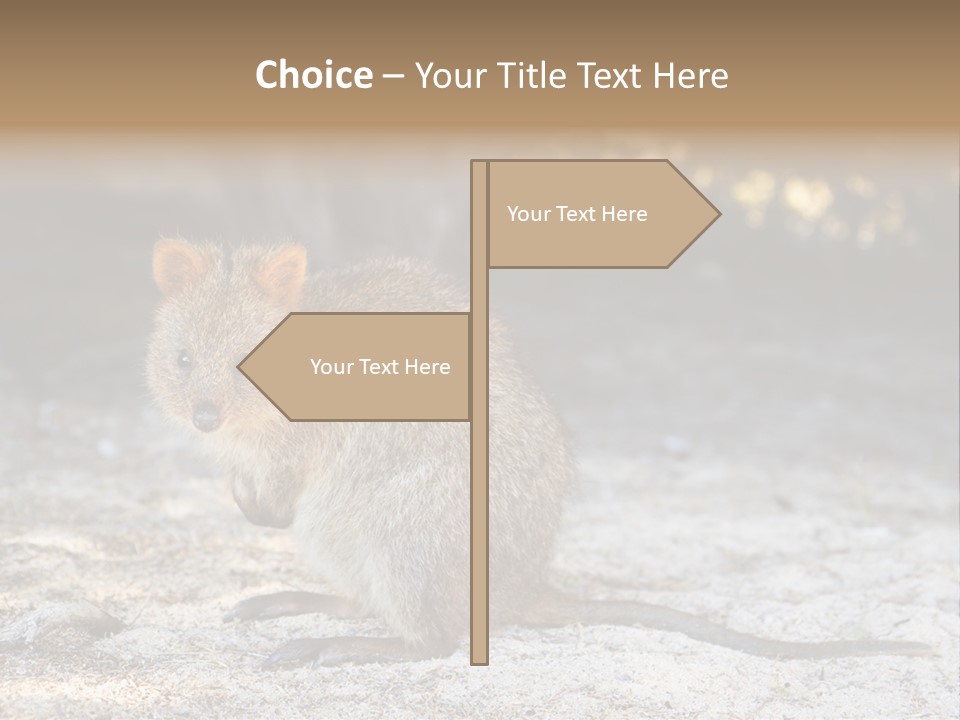 Setonix Brachyurus Small Western Australia PowerPoint Template