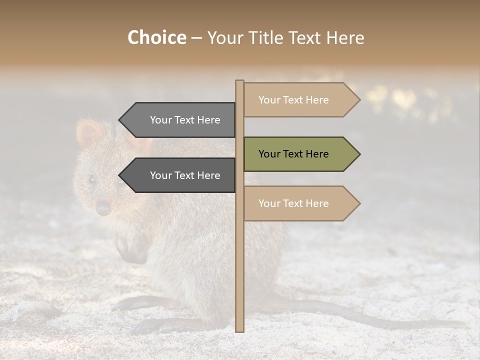 Setonix Brachyurus Small Western Australia PowerPoint Template