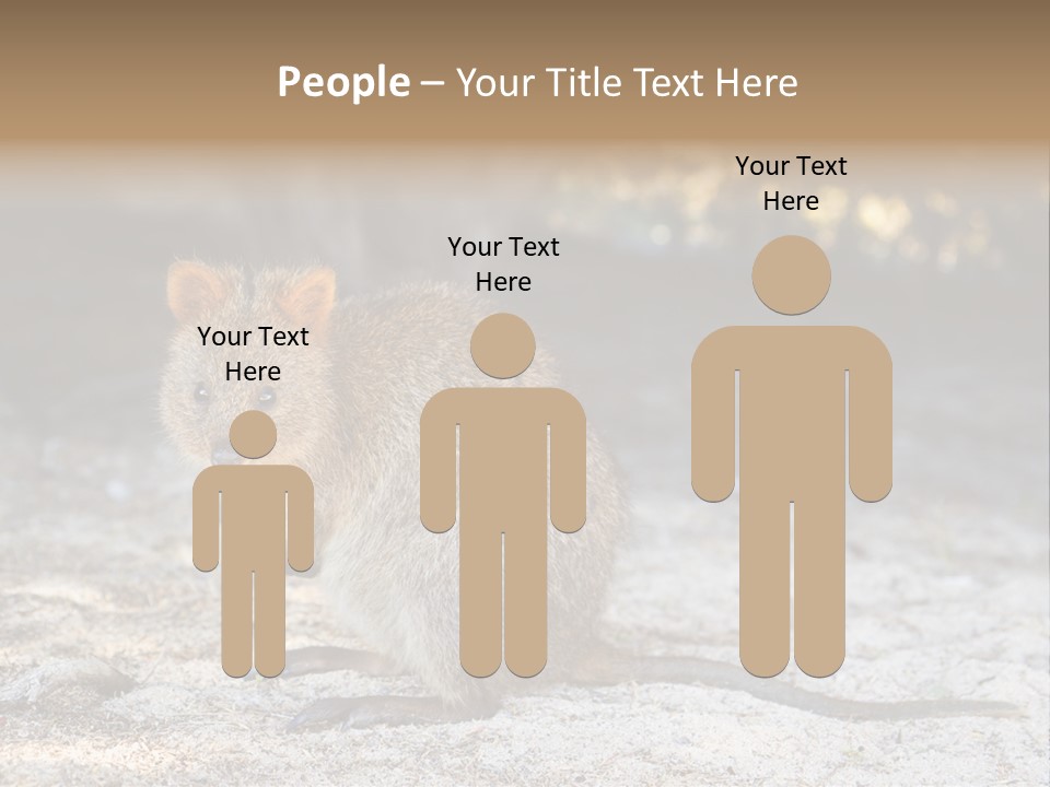 Setonix Brachyurus Small Western Australia PowerPoint Template