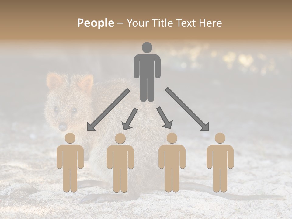 Setonix Brachyurus Small Western Australia PowerPoint Template