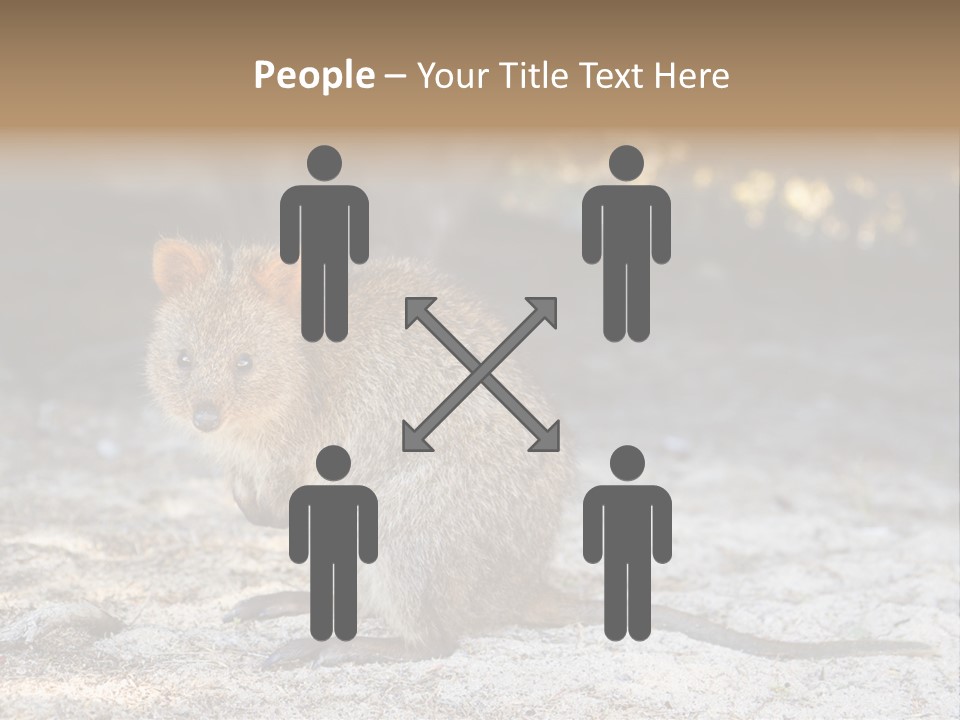 Setonix Brachyurus Small Western Australia PowerPoint Template