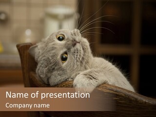 A Gray Cat Laying On Top Of A Wooden Table PowerPoint Template