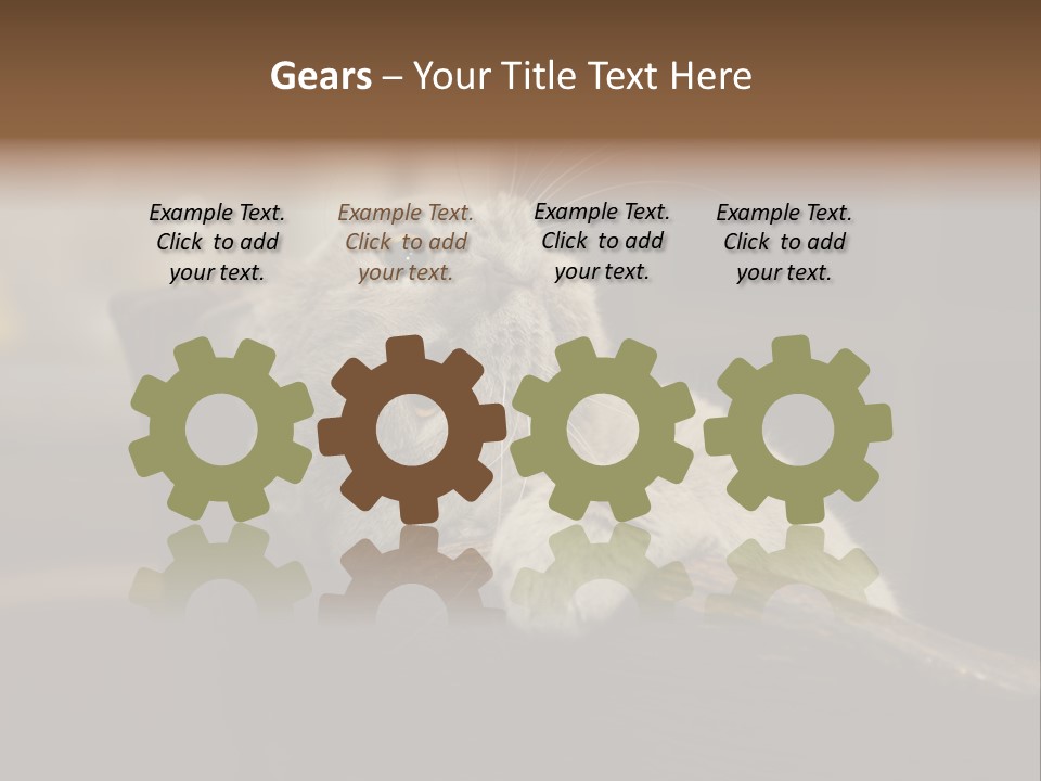 A Gray Cat Laying On Top Of A Wooden Table PowerPoint Template