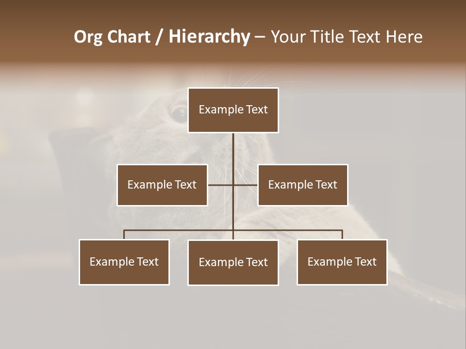 A Gray Cat Laying On Top Of A Wooden Table PowerPoint Template