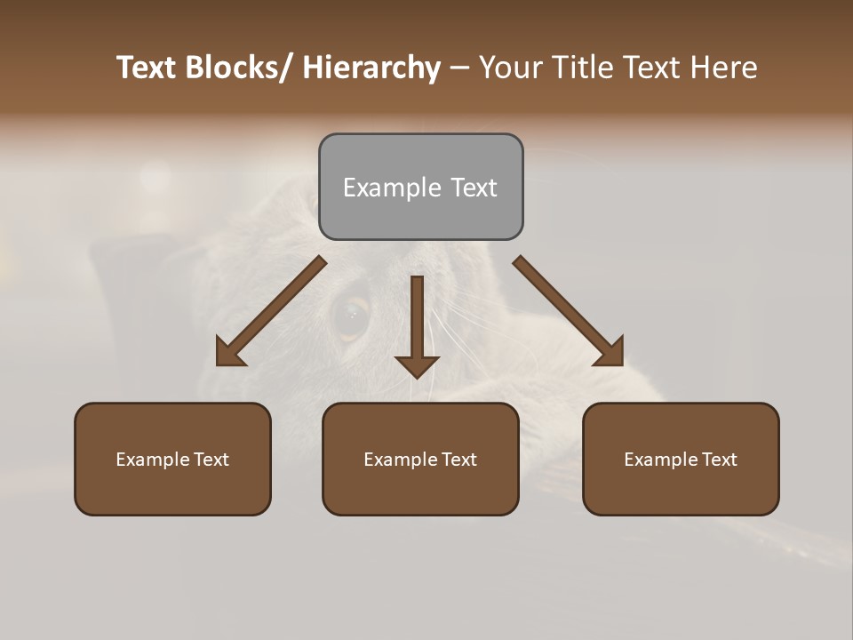 A Gray Cat Laying On Top Of A Wooden Table PowerPoint Template