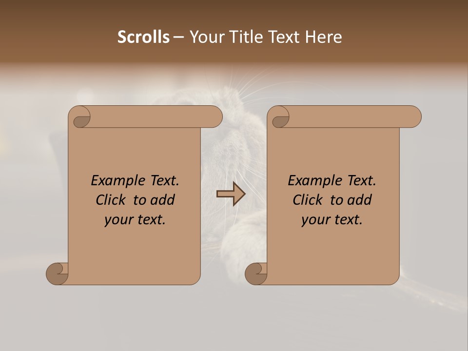 A Gray Cat Laying On Top Of A Wooden Table PowerPoint Template