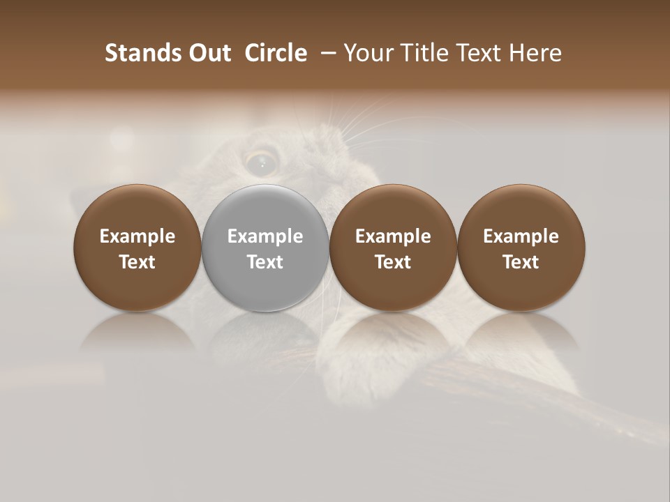 A Gray Cat Laying On Top Of A Wooden Table PowerPoint Template