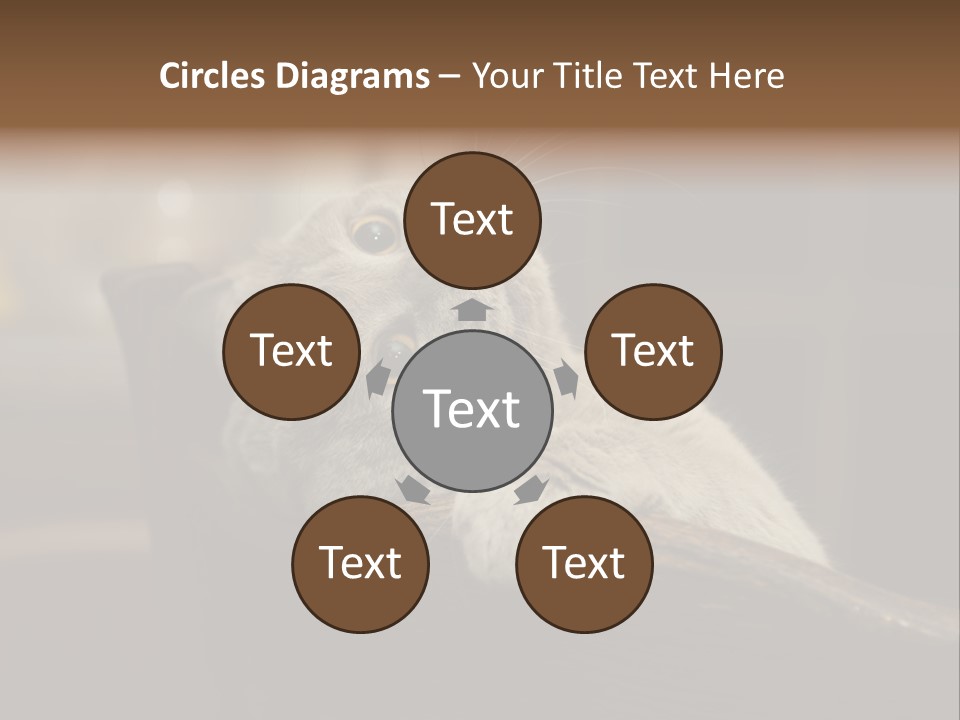 A Gray Cat Laying On Top Of A Wooden Table PowerPoint Template