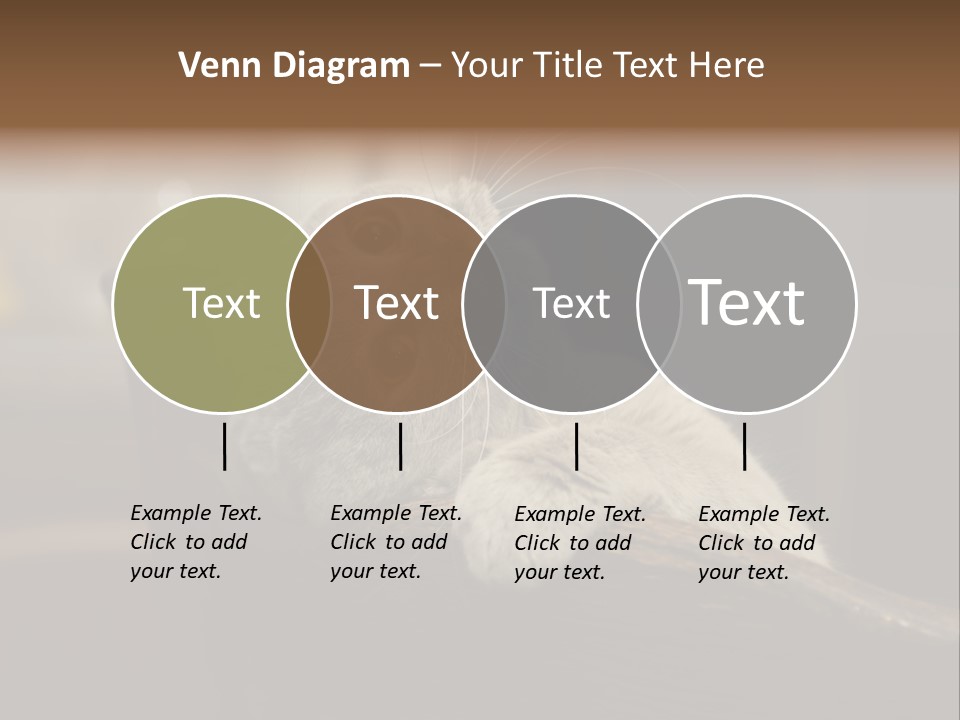 A Gray Cat Laying On Top Of A Wooden Table PowerPoint Template