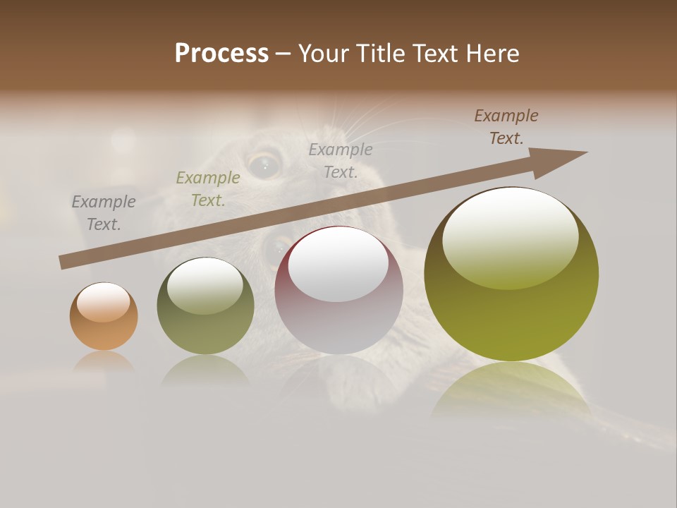 A Gray Cat Laying On Top Of A Wooden Table PowerPoint Template