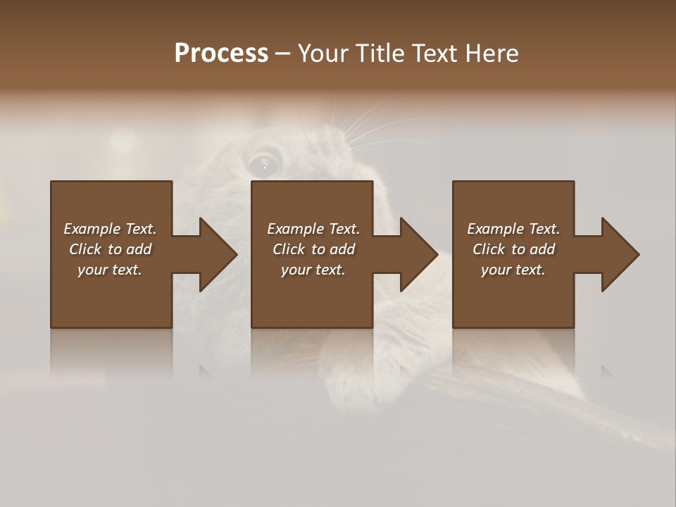 A Gray Cat Laying On Top Of A Wooden Table PowerPoint Template