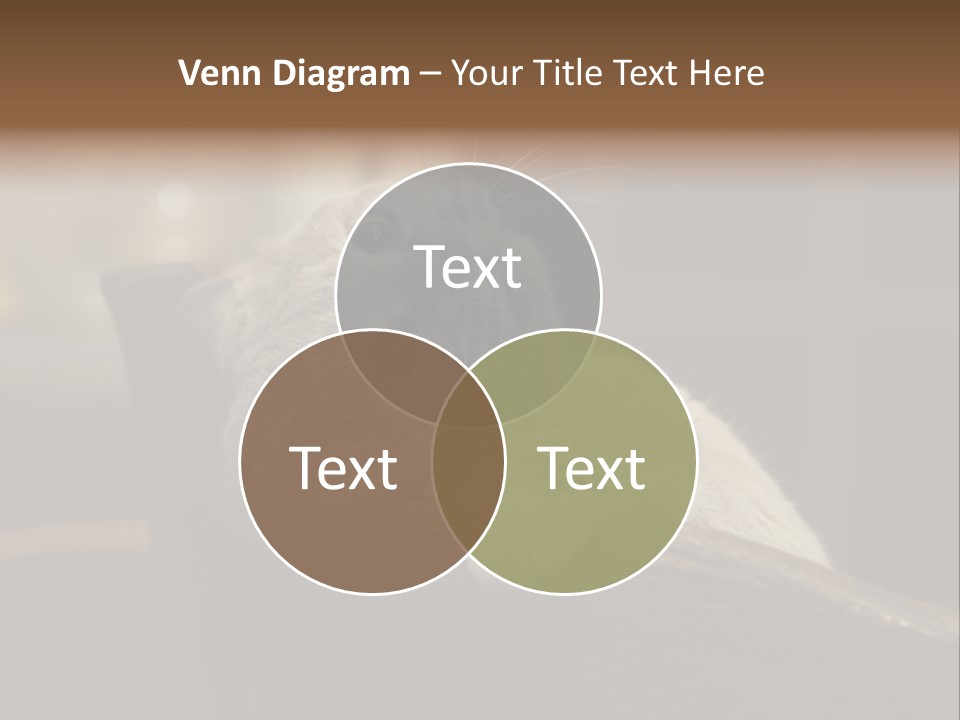 A Gray Cat Laying On Top Of A Wooden Table PowerPoint Template