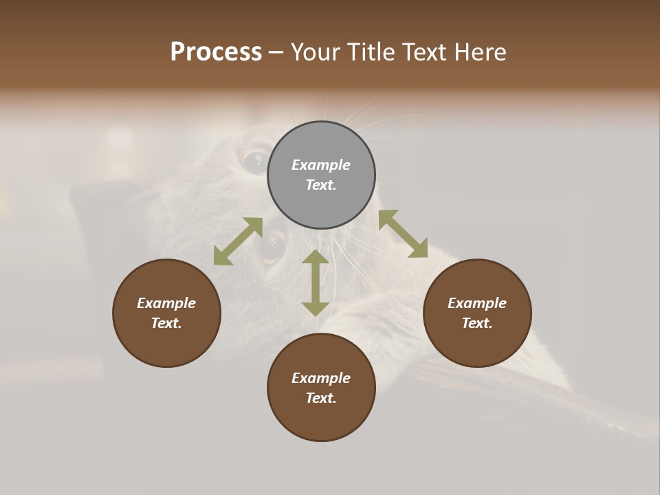 A Gray Cat Laying On Top Of A Wooden Table PowerPoint Template