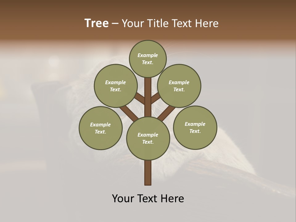 A Gray Cat Laying On Top Of A Wooden Table PowerPoint Template