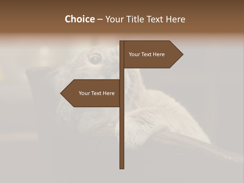 A Gray Cat Laying On Top Of A Wooden Table PowerPoint Template