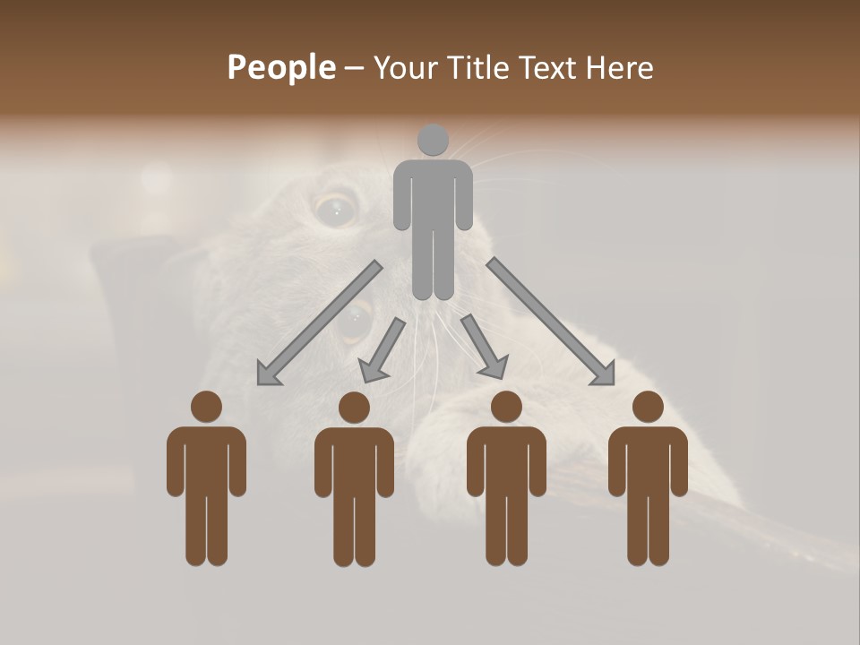 A Gray Cat Laying On Top Of A Wooden Table PowerPoint Template