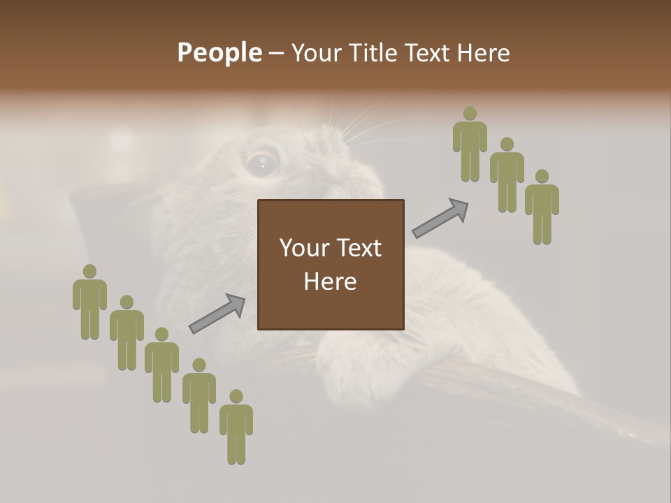 A Gray Cat Laying On Top Of A Wooden Table PowerPoint Template