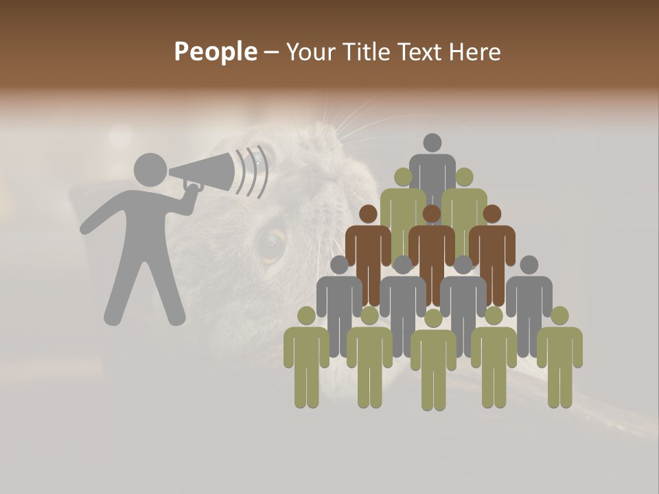 A Gray Cat Laying On Top Of A Wooden Table PowerPoint Template