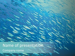 Reef Red Sea Scuba PowerPoint Template