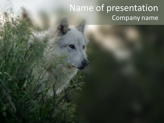 Yellowstone Wildlife Animal PowerPoint Template