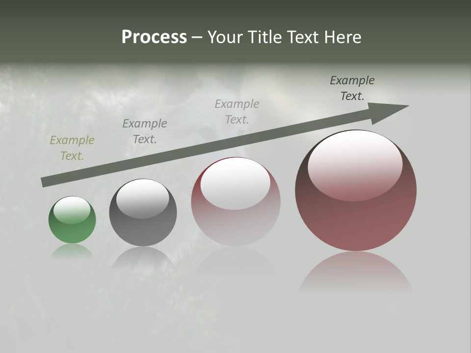 Yellowstone Wildlife Animal PowerPoint Template