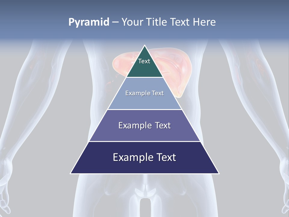 Xray Tomography Cirrhosis PowerPoint Template