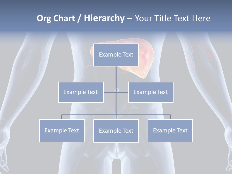 Xray Tomography Cirrhosis PowerPoint Template