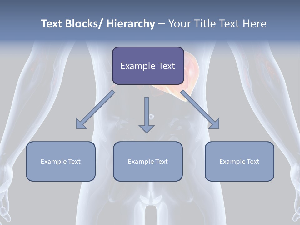 Xray Tomography Cirrhosis PowerPoint Template