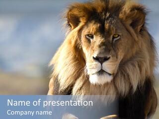 Carnivore Big Furry Wild PowerPoint Template