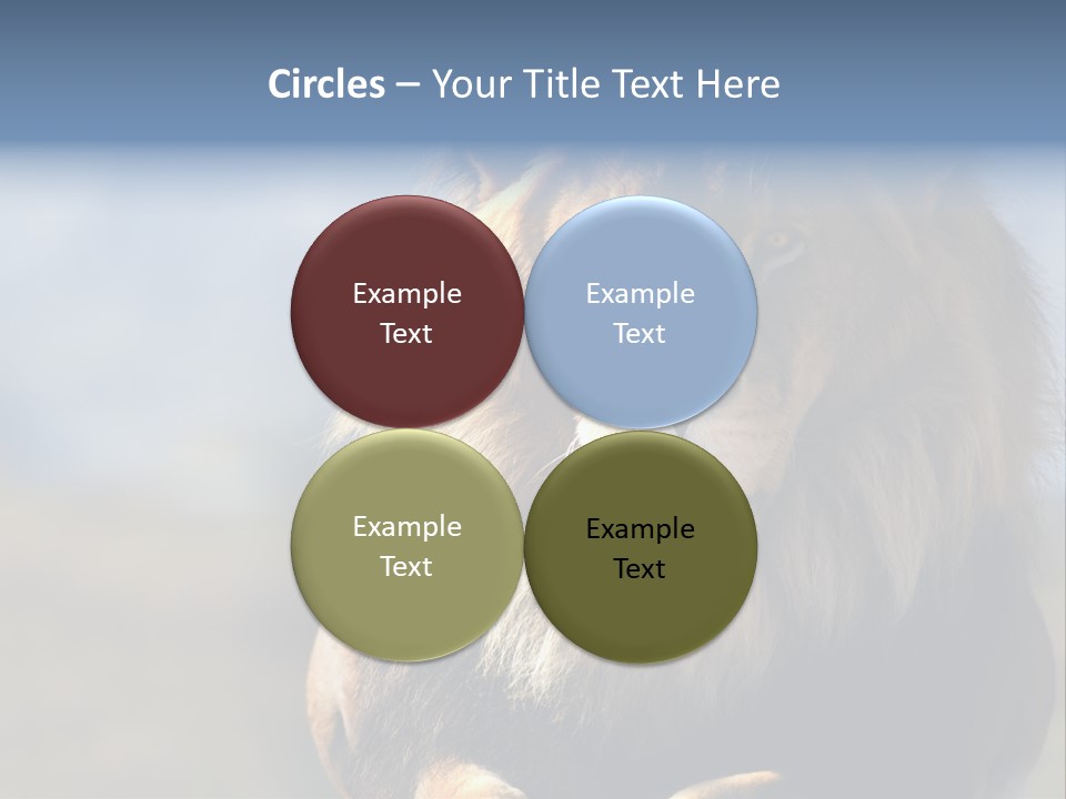 Carnivore Big Furry Wild PowerPoint Template