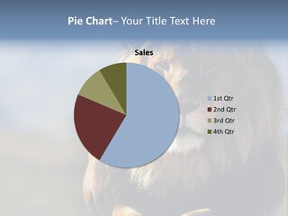 Carnivore Big Furry Wild PowerPoint Template