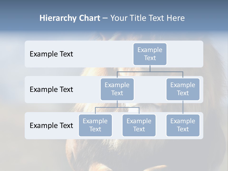 Carnivore Big Furry Wild PowerPoint Template