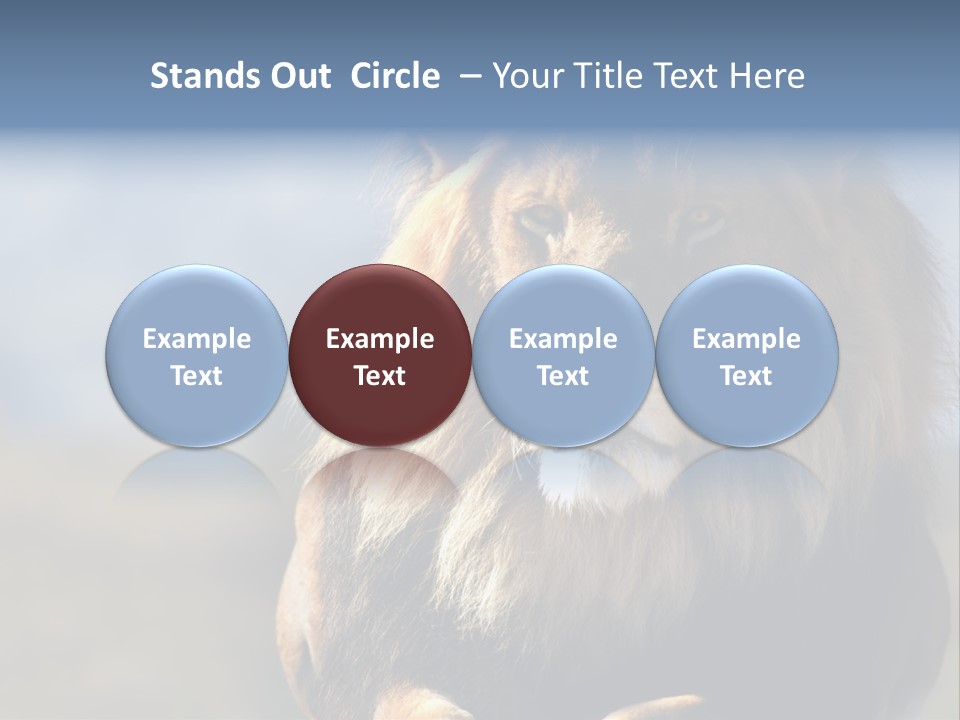 Carnivore Big Furry Wild PowerPoint Template