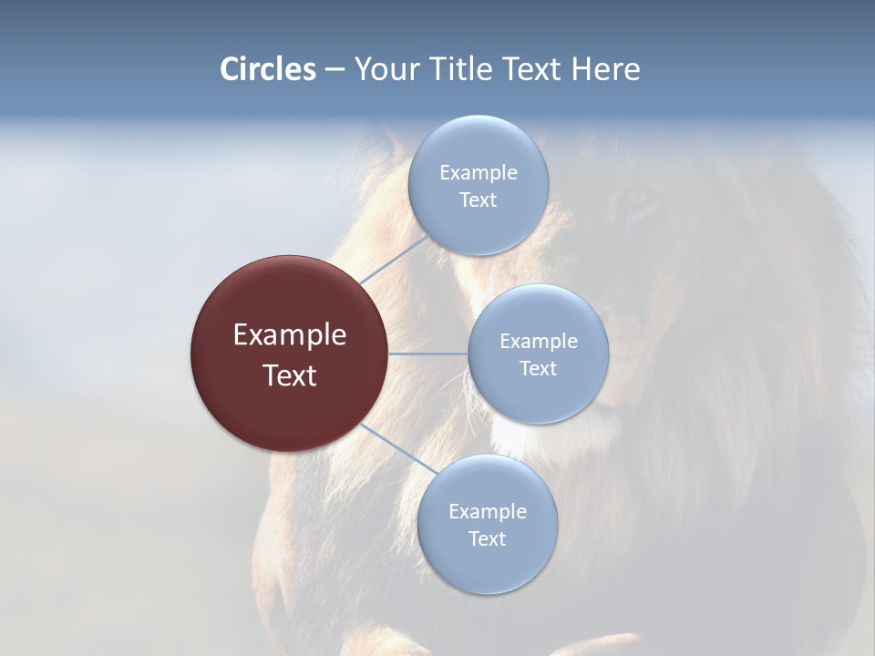 Carnivore Big Furry Wild PowerPoint Template