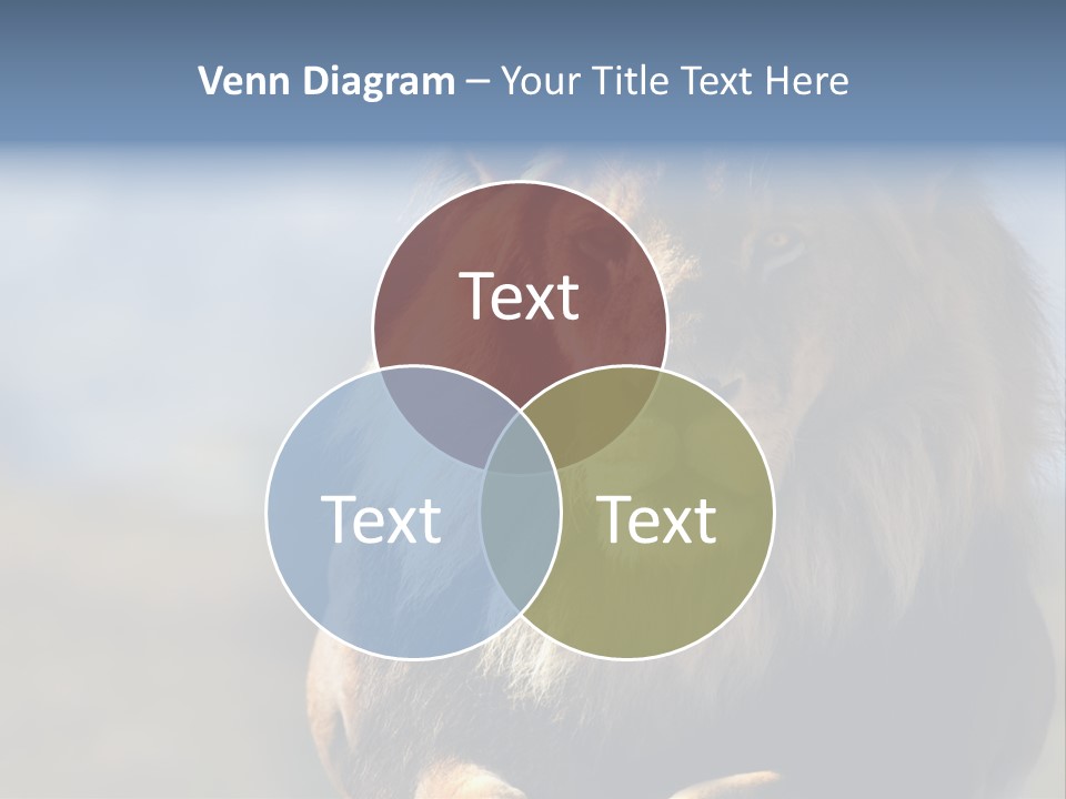 Carnivore Big Furry Wild PowerPoint Template