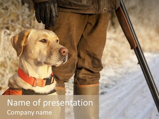 Animals Hunting Cold Weather Labrador PowerPoint Template