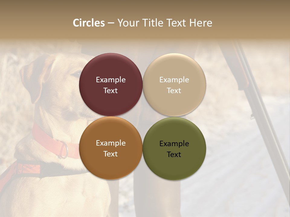 Animals Hunting Cold Weather Labrador PowerPoint Template