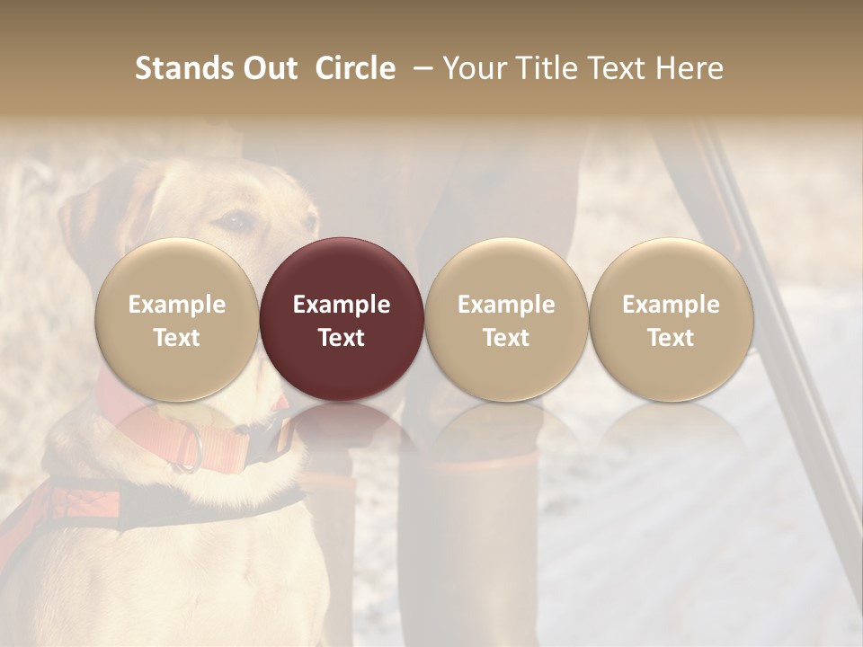 Animals Hunting Cold Weather Labrador PowerPoint Template
