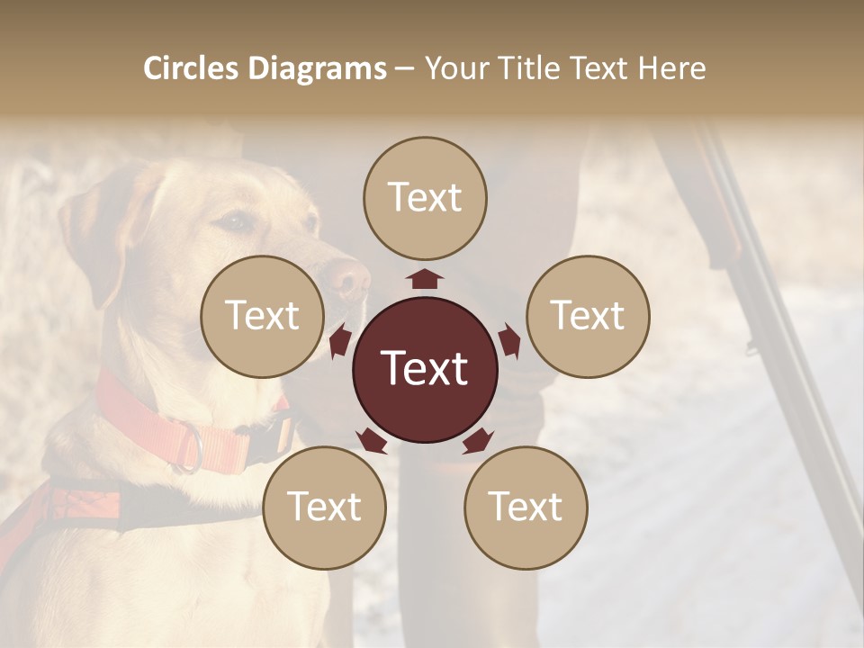 Animals Hunting Cold Weather Labrador PowerPoint Template