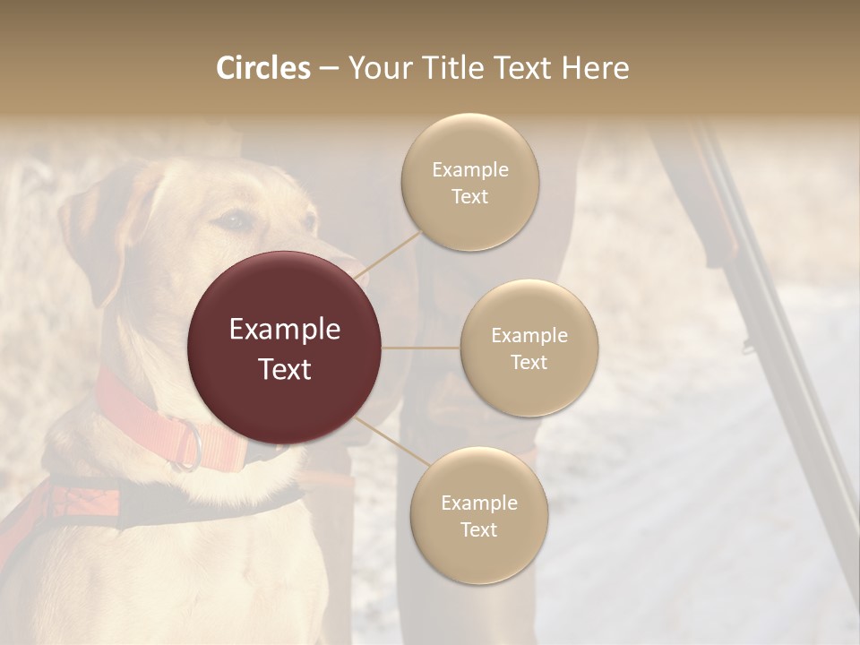 Animals Hunting Cold Weather Labrador PowerPoint Template