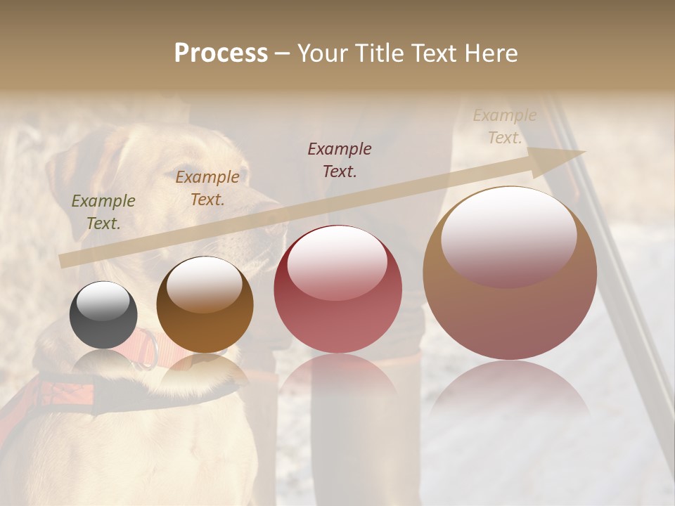 Animals Hunting Cold Weather Labrador PowerPoint Template