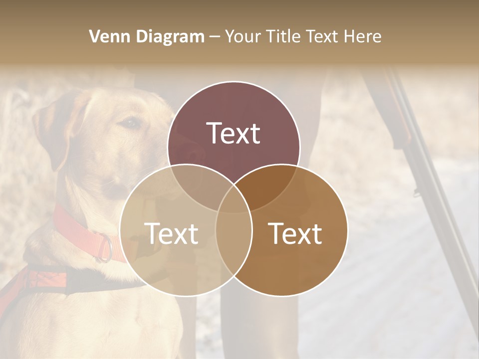 Animals Hunting Cold Weather Labrador PowerPoint Template